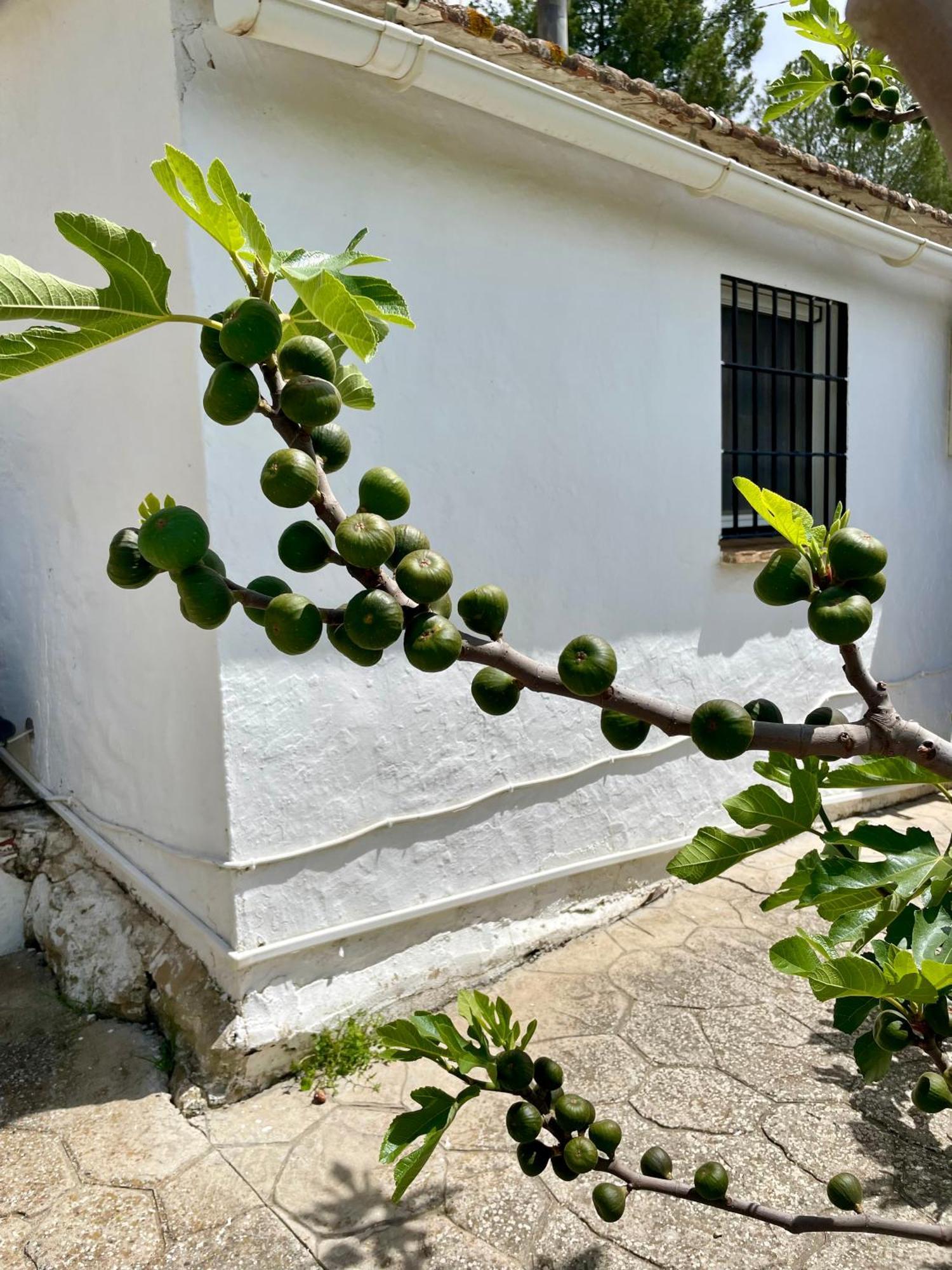Finca El Sueno Andaluz Villanueva de la Concepción Exterior photo